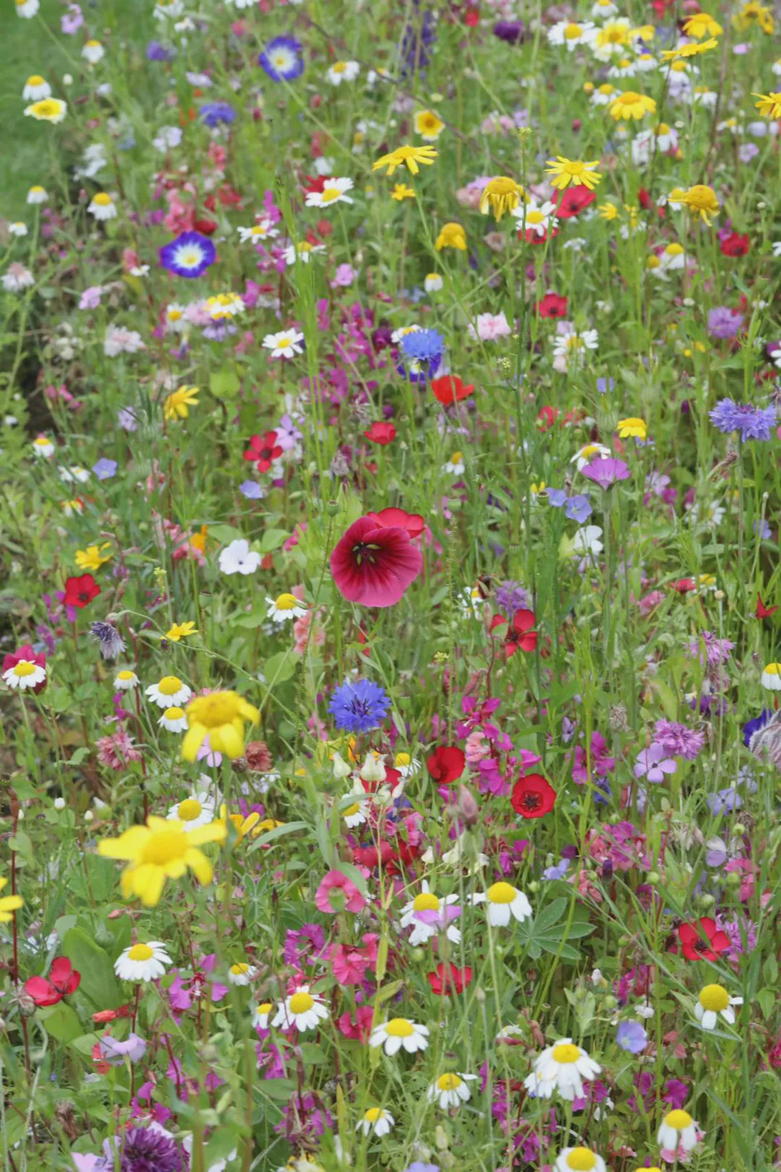 Let Love Grow Wedding Favors 25 Pack, Boho Wildflower Seed Packets