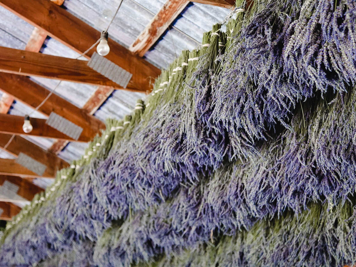 Dried Lavender Bundle