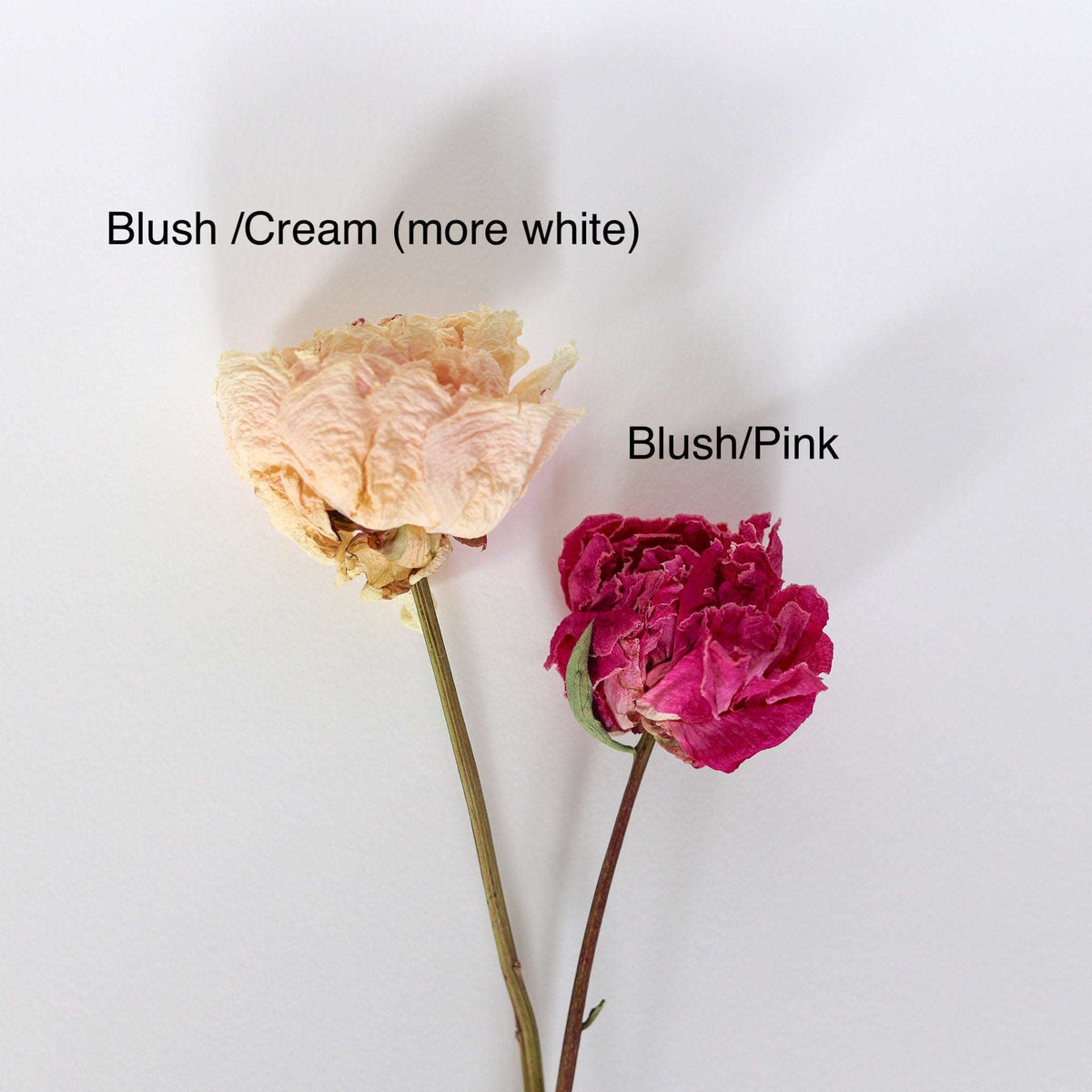 Blush Peony and Baby's Breath Dried Bouquet